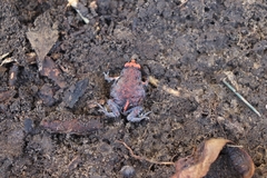 Pseudophryne australis