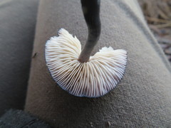Entoloma moongum