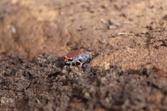 Pseudophryne australis