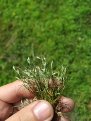 Juncus ranarius