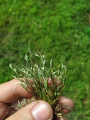 Juncus ranarius