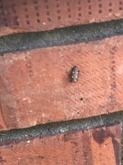 Chrysobothris chrysoela