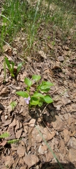 Viola sacchalinensis