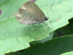 Anthene emolus goberus