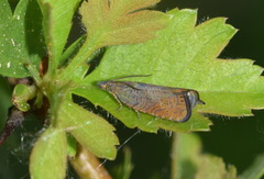 Dichrorampha sedatana