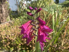 Gladiolus communis byzantinus