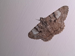 Psilalcis pallidaria
