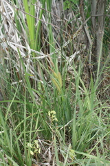 Carex nebrascensis