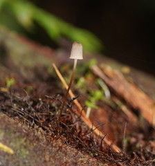 Mycena mamaku