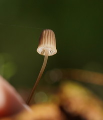 Mycena mamaku