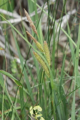 Carex nebrascensis