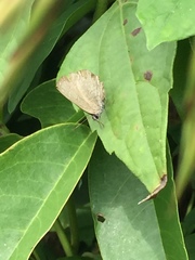 Anthene emolus goberus