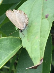 Anthene emolus goberus