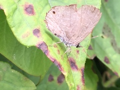 Anthene emolus goberus