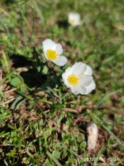 Ranunculus amplexicaulis