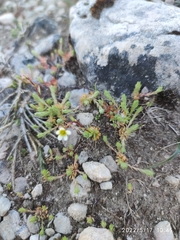Saxifraga conifera