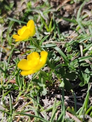 Ranunculus carinthiacus
