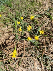 Narcissus minor asturiensis