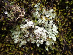 Pseudocyphellaria glabra