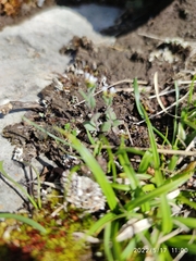 Arabis ciliata