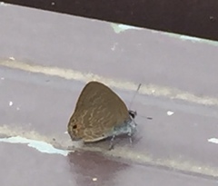 Anthene emolus goberus