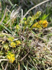 Thymelaea coridifolia