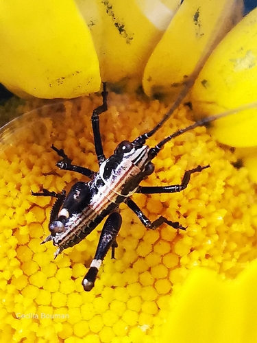 Portuguese Mountain Bush-cricket