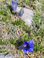 Gentiana occidentalis