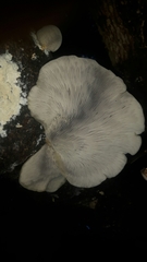 Conchomyces bursiformis