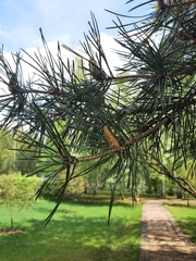 Pinus sylvestris