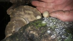 Conchomyces bursiformis