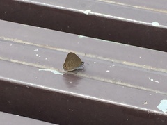 Anthene emolus goberus