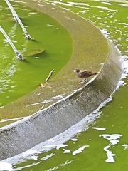 Sturnus vulgaris