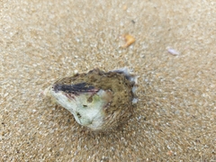 Saccostrea cuccullata