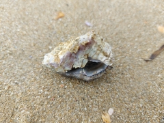 Saccostrea cuccullata