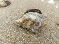 Saccostrea cuccullata