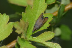 Dichrorampha sedatana