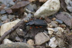 Carabus galicianus