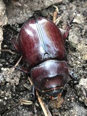Oryctes nasicornis corniculatus
