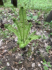 Matteuccia struthiopteris