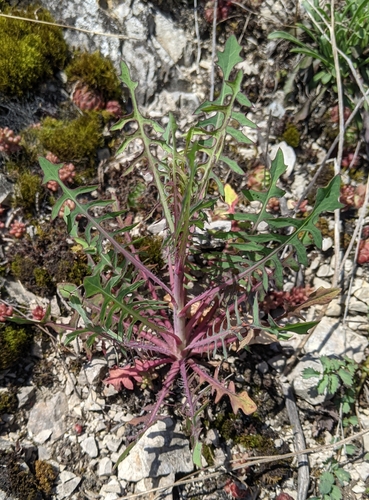 šalát trváci (Lactuca perennis)