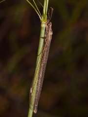 Creoleon lugdunensis