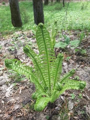 Matteuccia struthiopteris