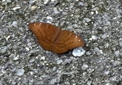 Tanaecia julii xiphiones