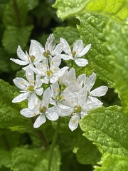 Allium trifoliatum