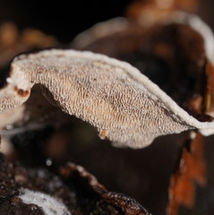 Datronia brunneoleuca