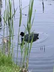 Fulica atra