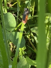 Cantharis rustica