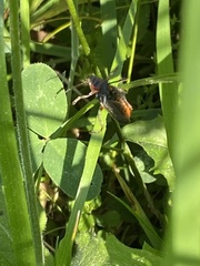 Cantharis rustica