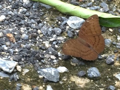 Tanaecia julii xiphiones